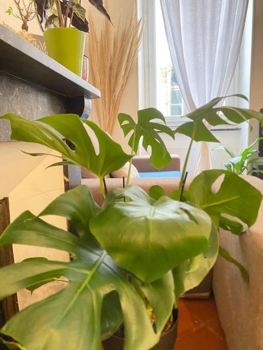 Le Jardin Secret De Nady Lejlighed Carcassonne Eksteriør billede